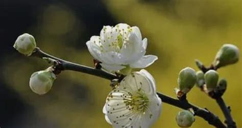 梅花吉祥話|梅花的花语和象征意义